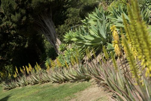 Jardín Aloe vera 1