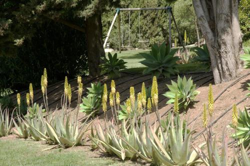 Jardín Aloe vera 2